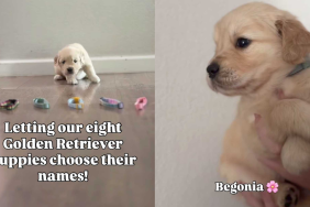 Adorable puppies video