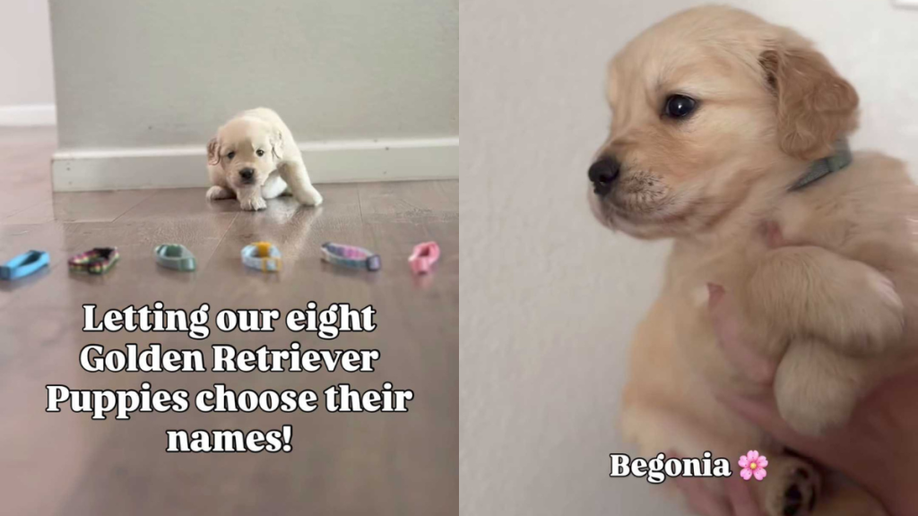 Adorable puppies video