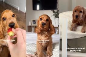 Cocker Spaniel puppy video