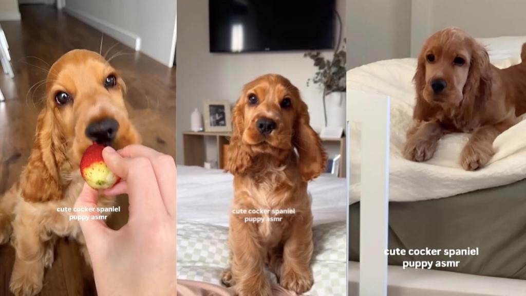 Cocker Spaniel puppy video