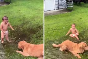 Golden Retriever puppy toddler video