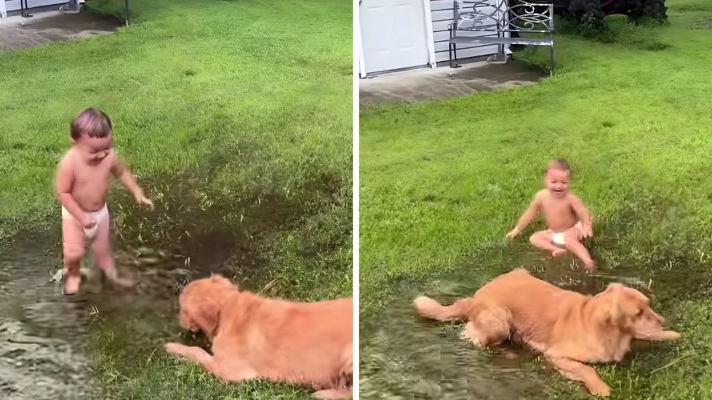 Golden Retriever puppy toddler video