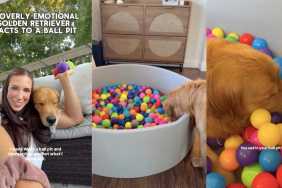Golden Retriever ball pit video