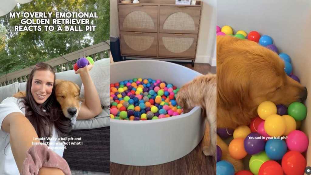 Golden Retriever ball pit video