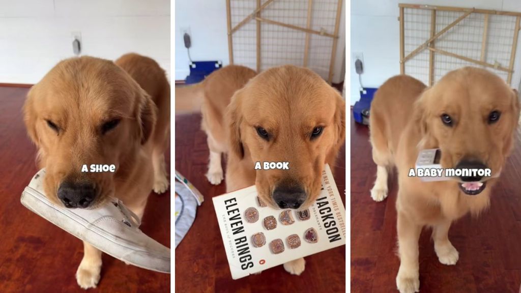 Golden Retriever video