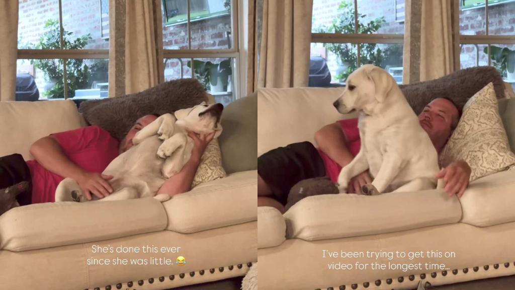 Adorable dog video