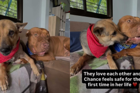 Heartwarming dogs video