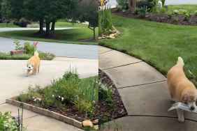 Video: Blind Golden Retriever Loved for His Newspaper Search & Delivery Skills
