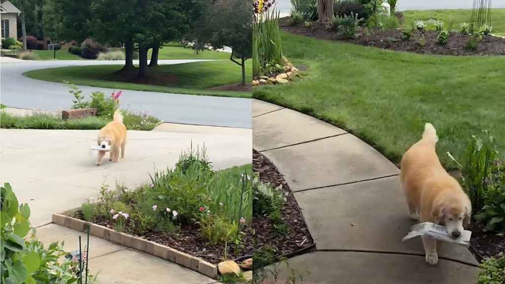 Video: Blind Golden Retriever Loved for His Newspaper Search & Delivery Skills