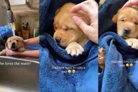 Video: Labrador Puppy Goes in for a Bath & Ends up Napping