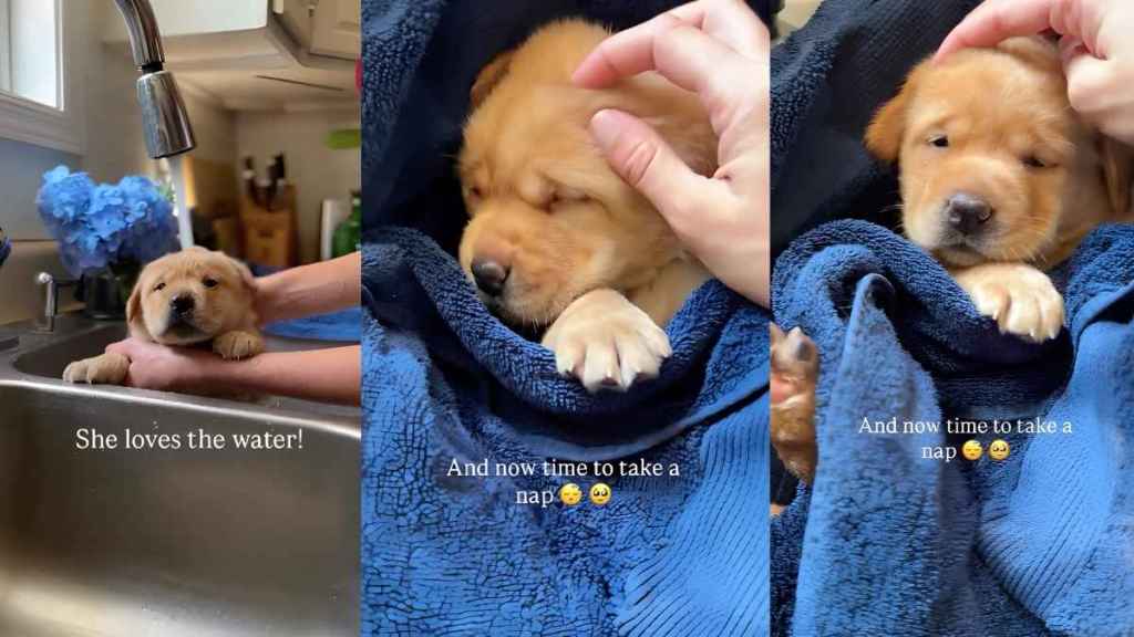 Video: Labrador Puppy Goes in for a Bath & Ends up Napping