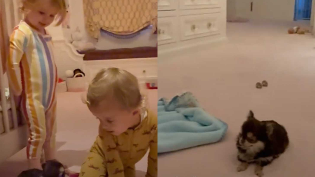 Paris Hilton's kids playing with new puppy video
