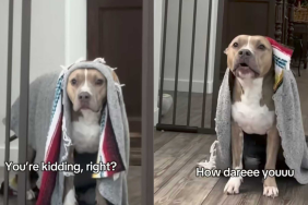 Adorable and funny dog video