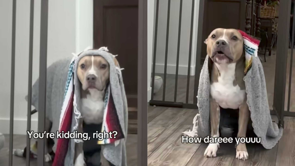 Adorable and funny dog video