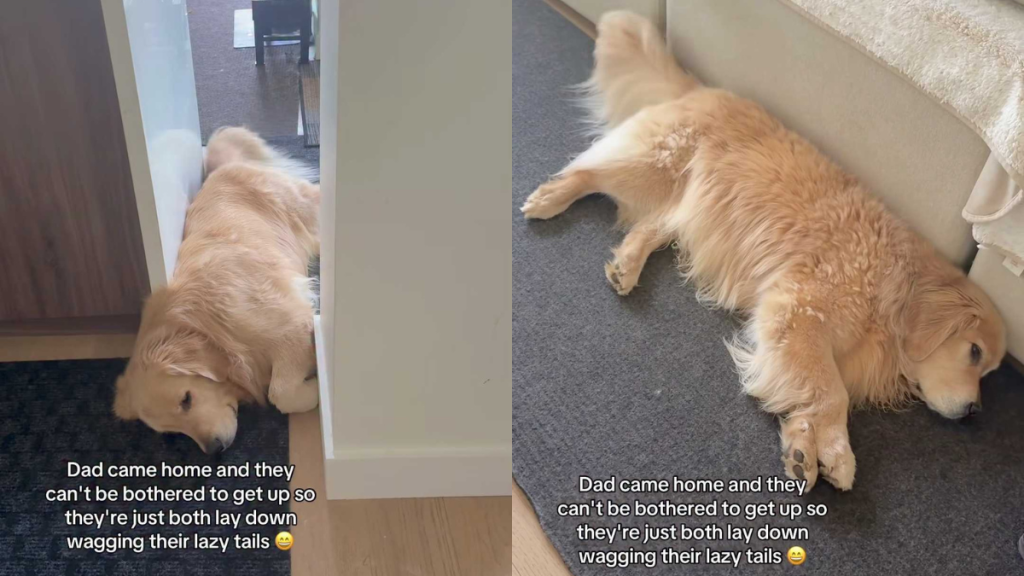 Adorable and funny dogs video