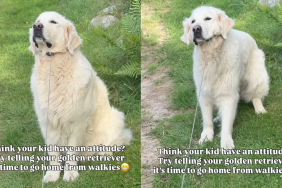 Funny dog video