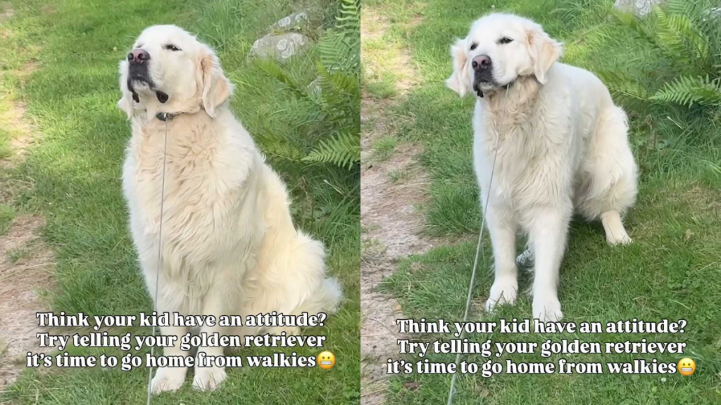 Funny dog video