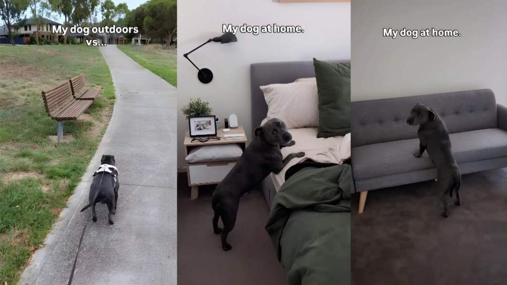 Video: Staffy Is Athletic Outdoors but Needs Assistance To Climb Over a Couch