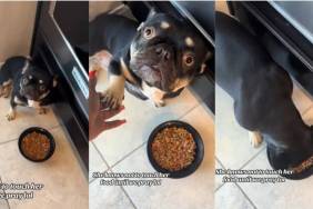 Video: Frenchie ‘Waits Patiently To Say Her Grace’ With Mom Before Eating Food