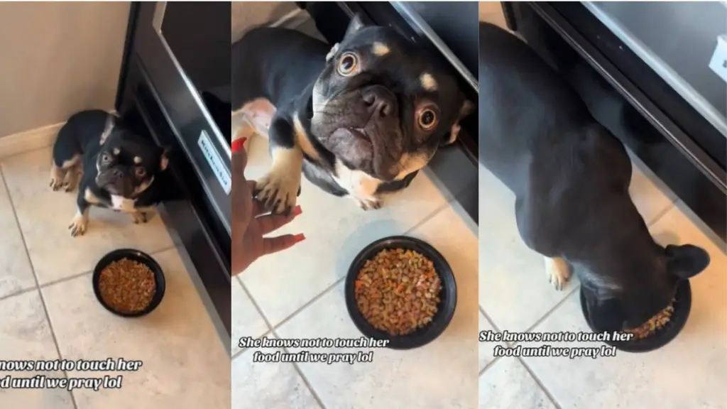 Video: Frenchie ‘Waits Patiently To Say Her Grace’ With Mom Before Eating Food