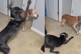 Video Shows Vizsla's Reaction to 'Pawsy' Furry Sister With No Off Switch