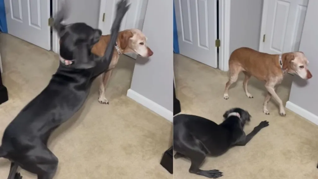 Video Shows Vizsla's Reaction to 'Pawsy' Furry Sister With No Off Switch