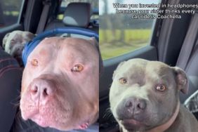 Video: American Bully Gets Headphones To Escape Staffy’s Car Ride Yapping