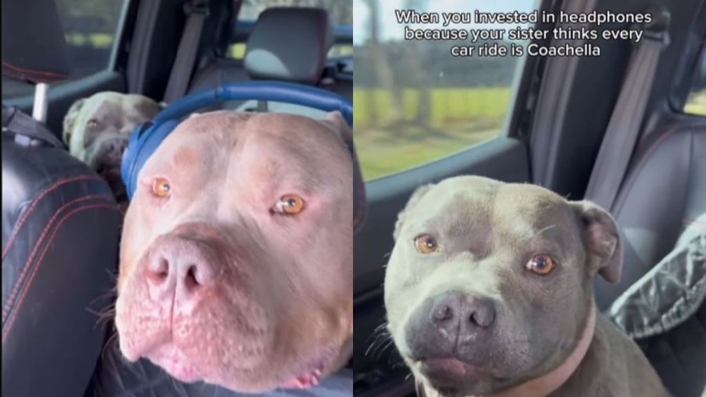 Video: American Bully Gets Headphones To Escape Staffy’s Car Ride Yapping