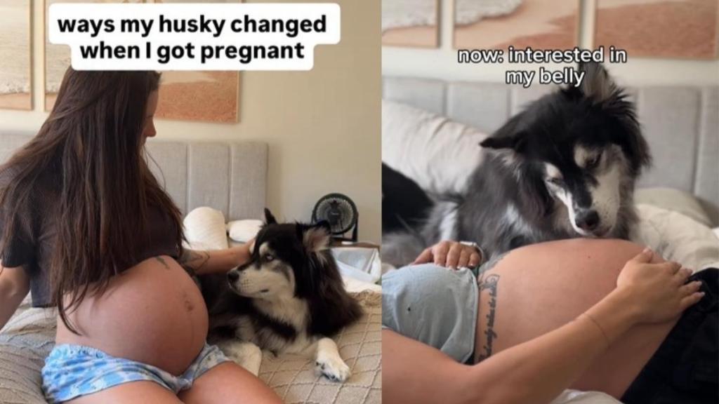 Video: Dog Mom Shares Ways Husky Changed When She Got Pregnant