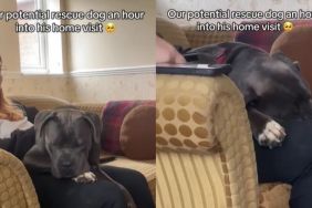 Video: 'Potential Rescue Dog' Warms up to Human on Home Visit & Gets Adopted