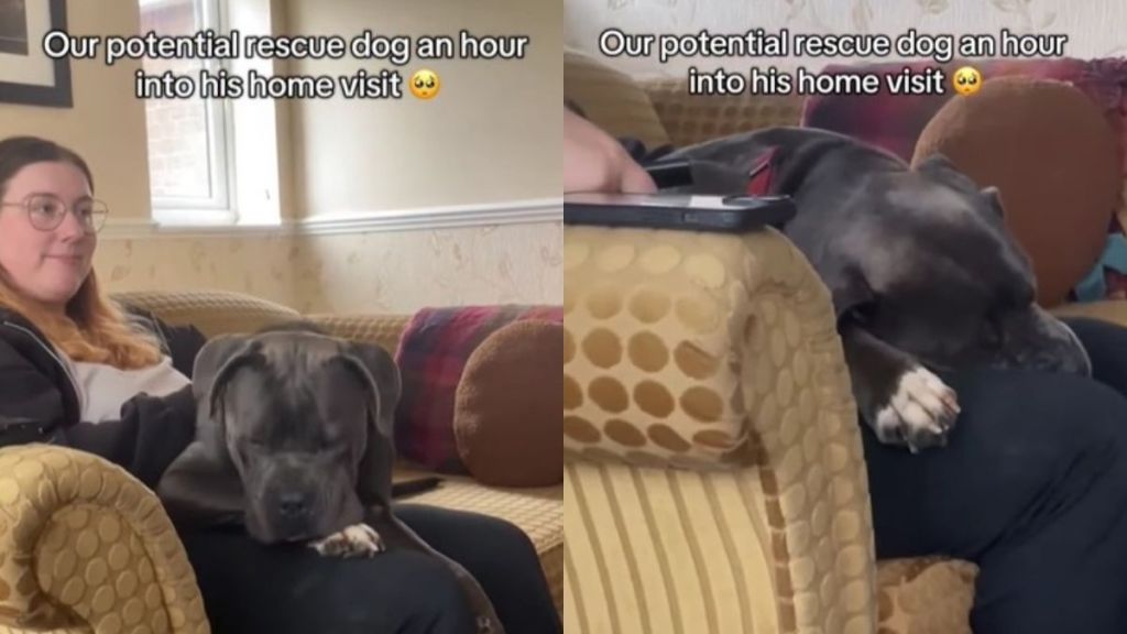 Video: 'Potential Rescue Dog' Warms up to Human on Home Visit & Gets Adopted