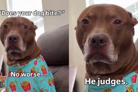 Video: Pit Bull Judgmental Look Has Internet Instantly Begging for Forgiveness