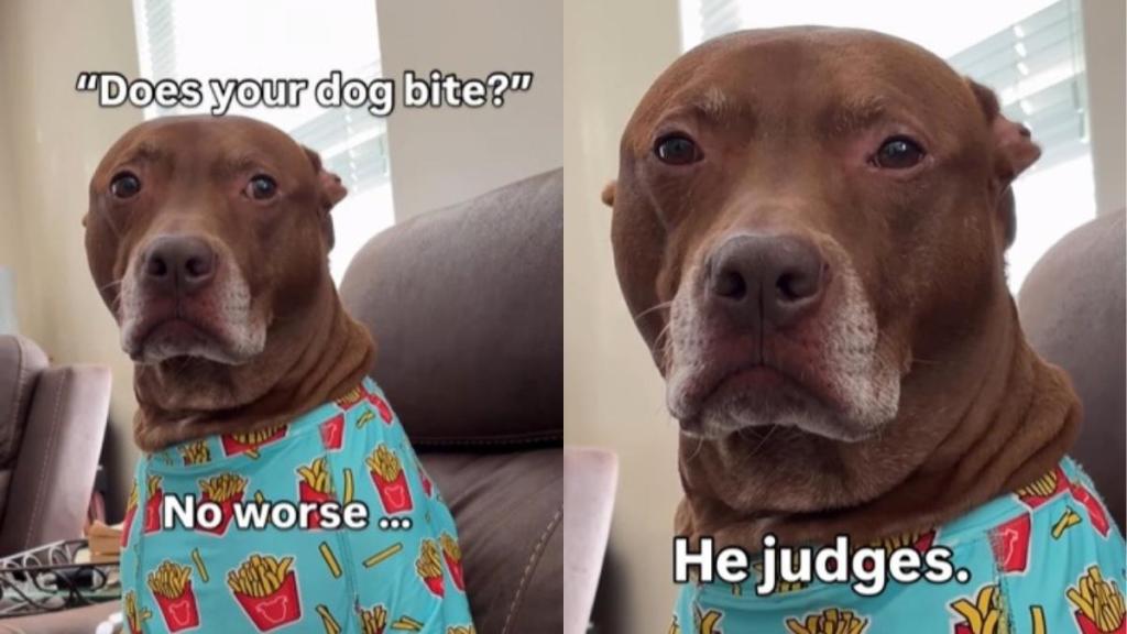 Video: Pit Bull Judgmental Look Has Internet Instantly Begging for Forgiveness