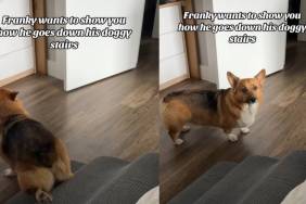 Video: Corgi Slides Down the 'Doggy Stairs' Attached to His Bed in the Cutest Way Possible