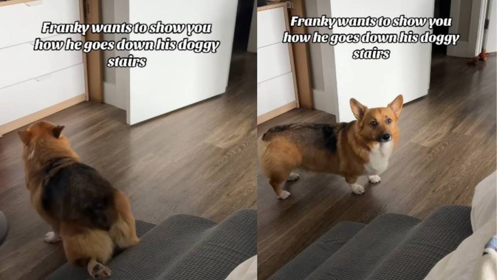Video: Corgi Slides Down the 'Doggy Stairs' Attached to His Bed in the Cutest Way Possible