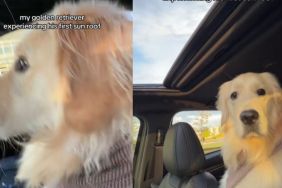 Video: Golden Retriever Reacts to a Sunroof Opening for the First Time