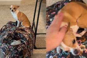 Video: Chihuahua Sits on Mom’s Bag To Stop Her From Leaving for Europe