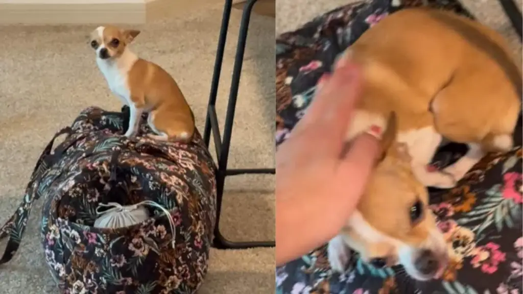 Video: Chihuahua Sits on Mom’s Bag To Stop Her From Leaving for Europe