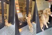 Video: Store Opens Early Only To Give ‘VIP’ Golden Retriever a Pup Cup