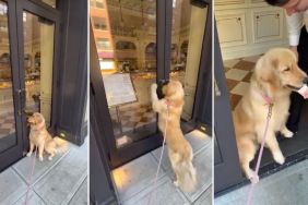 Video: Store Opens Early Only To Give ‘VIP’ Golden Retriever a Pup Cup