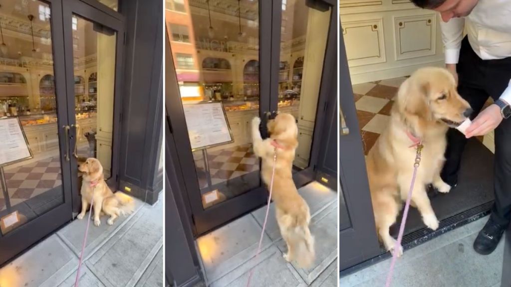 Video: Store Opens Early Only To Give ‘VIP’ Golden Retriever a Pup Cup