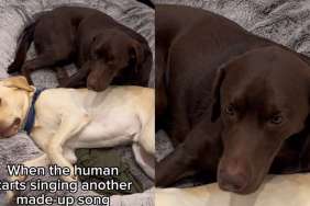 Labradors React to Human Singing 'Made-Up Song' About Them in Hilarious Video