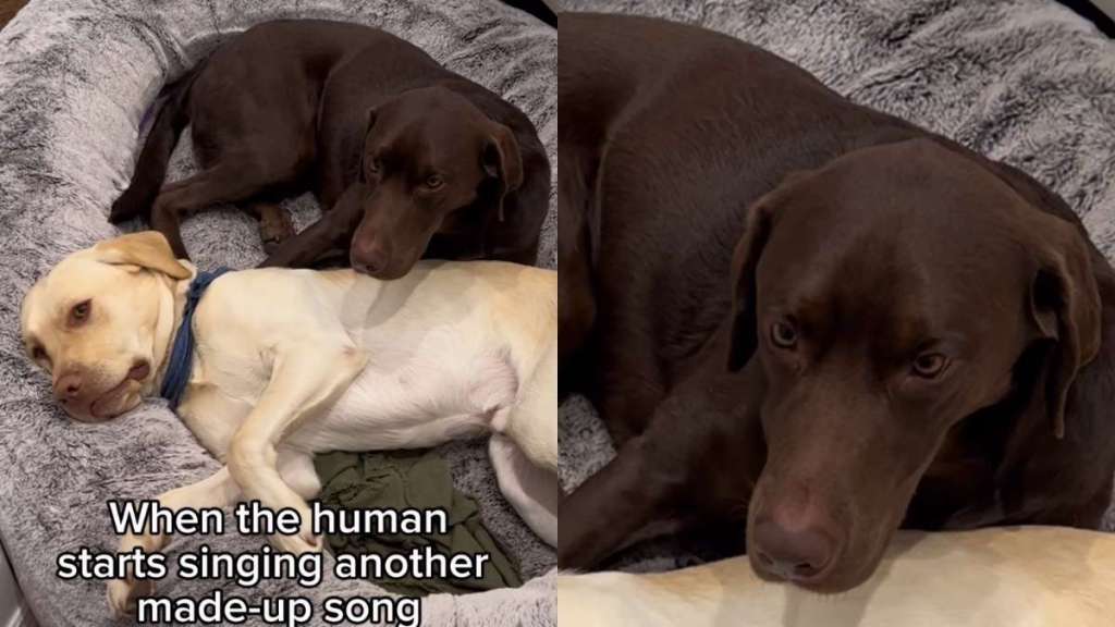 Labradors React to Human Singing 'Made-Up Song' About Them in Hilarious Video