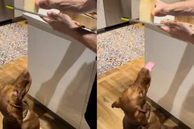Vizsla cheese video