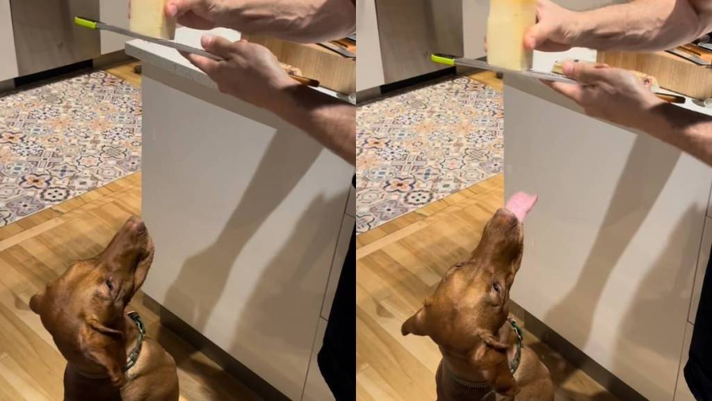 Vizsla cheese video