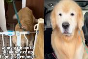Golden Retriever groomer video