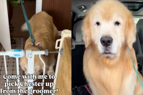 Golden Retriever groomer video