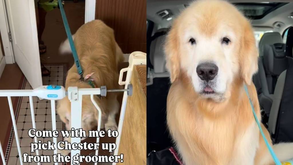 Golden Retriever groomer video