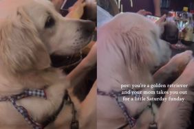 Golden Retriever video