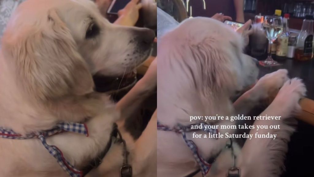 Golden Retriever video